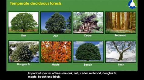 Temperate Deciduous Forests YouTube
